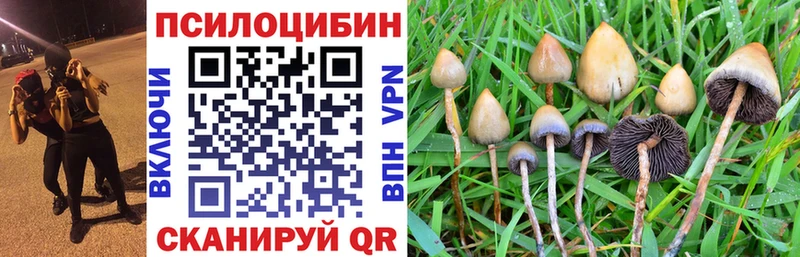 Псилоцибиновые грибы Psilocybine cubensis  hydra   Черняховск 