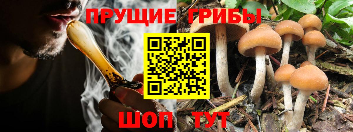 Галлюциногенные грибы Psilocybine cubensis Черняховск
